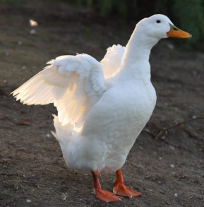 Live Duck