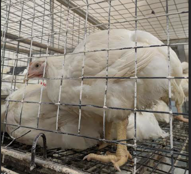 Live White Chicken