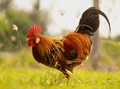 Live Brown Rooster