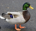Live Duck