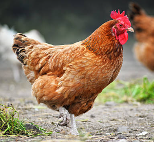 Live Hen Chicken