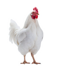 Live White Chicken